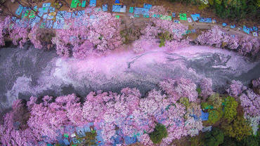 17 магических фото цветения японской вишни от National Geographi