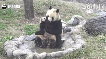 Этот детеныш панды сделает все, чтобы не принимать ванну