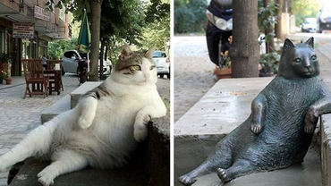 В Стамбуле поставили памятник знаменитому коту, который любил задумчиво сидеть у бордюра