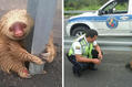 Полицейский спас крошечного ленивца, застрявшего на шоссе