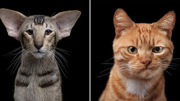 Очаровательные портреты крутых котов в фотопроекте 'Душа животного'.